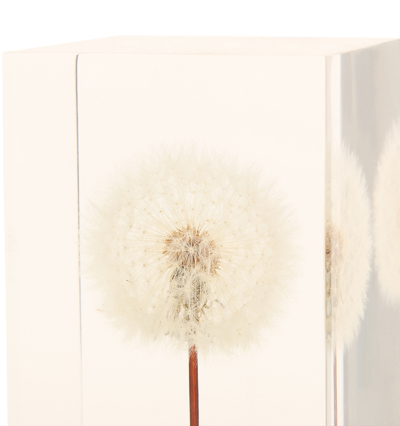 Illustration for article titled These Magical OLED Lamps Are Embedded With Real Dandelions